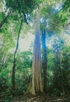 Điểm danh 39 cây Di sản Việt Nam ở Vườn quốc gia Bù Gia Mập