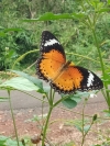 Chiêm ngưỡng những loài bướm đẹp nơi đại ngàn Bù Gia Mập