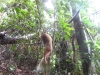 Vườn Quốc Gia Bù Gia Mập: Phạt tiền 9 triệu đồng đối tượng xâm nhập rừng trái phép và bắt cá thể Khỉ đuôi lợn